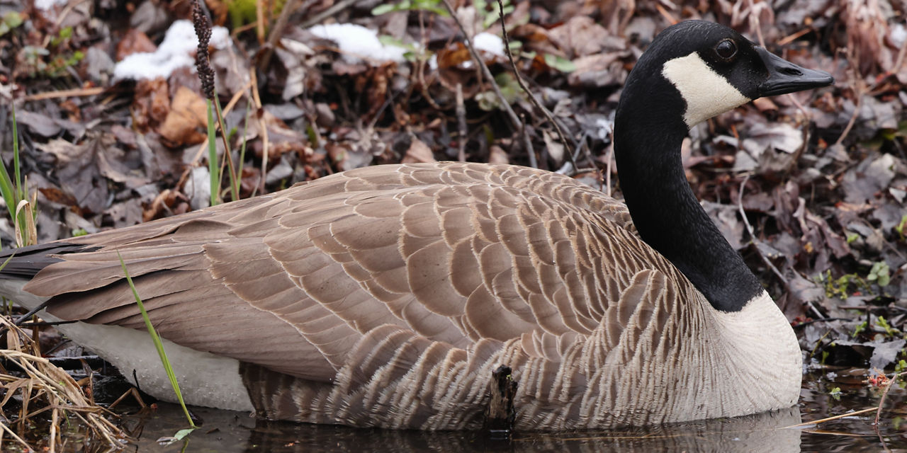 What animal does canada goose kill hotsell